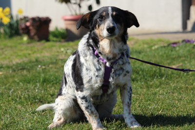 Nenda, Mischling - Hündin