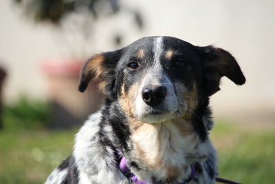 Nenda, Mischling - Hündin