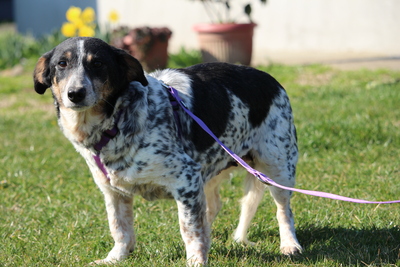 Nenda, Mischling - Hündin