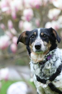 Nenda, Mischling - Hündin