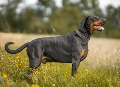 Neo, Europäischer Dobermann - Rüde