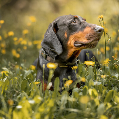 Neo, Europäischer Dobermann - Rüde