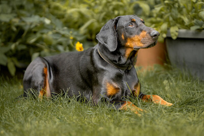 Neo, Europäischer Dobermann - Rüde