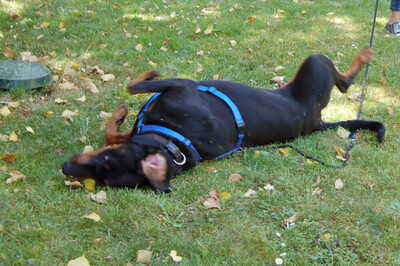 Neo, Europäischer Dobermann - Rüde