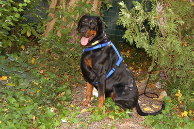 Neo, Europäischer Dobermann - Rüde