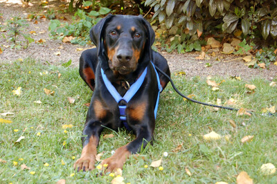 Neo, Europäischer Dobermann - Rüde