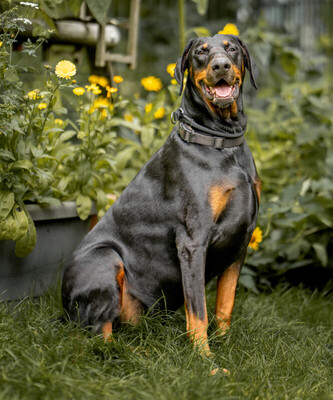 Neo, Europäischer Dobermann - Rüde