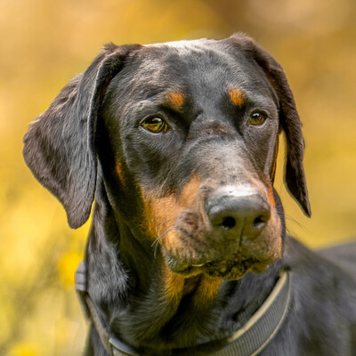 Neo - der schöne Dobermann, Europäischer Dobermann - Rüde