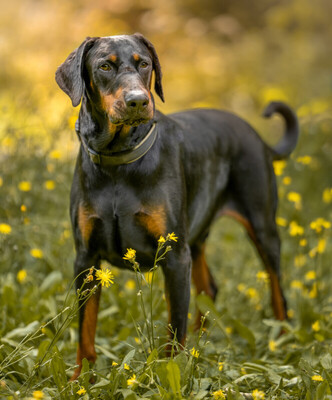 Neo - der schöne Dobermann, Europäischer Dobermann - Rüde