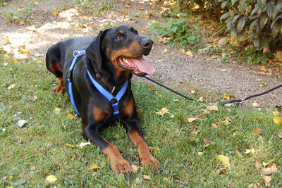 Neo - der schöne Dobermann, Europäischer Dobermann - Rüde