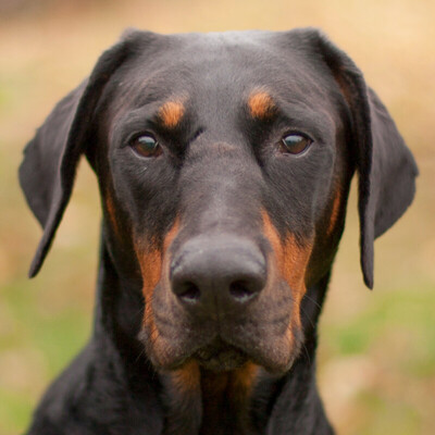 Neo - der schöne Dobermann, Europäischer Dobermann - Rüde