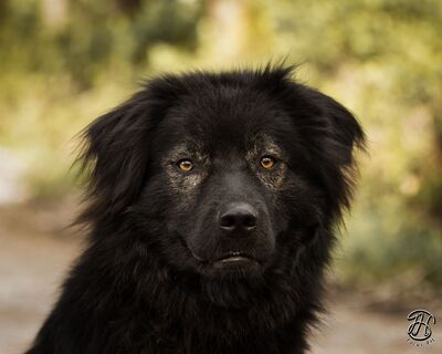 Neo, rumänischer Hirtenschutzhund-Mix - Rüde
