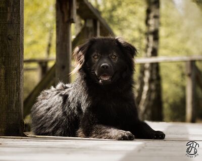 Neo, rumänischer Hirtenschutzhund-Mix - Rüde