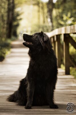 Neo, rumänischer Hirtenschutzhund-Mix - Rüde