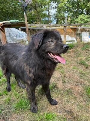 Neo, rumänischer Hirtenschutzhund-Mix - Rüde