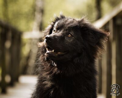 Neo, rumänischer Hirtenschutzhund-Mix - Rüde
