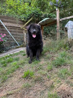 Neo, rumänischer Hirtenschutzhund-Mix - Rüde
