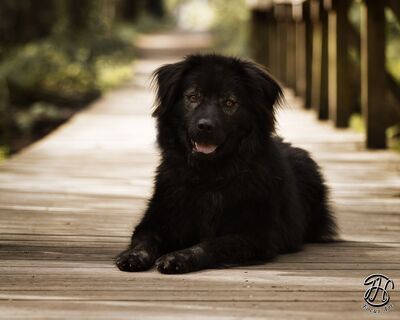 Neo, rumänischer Hirtenschutzhund-Mix - Rüde
