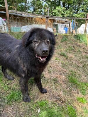 Neo, rumänischer Hirtenschutzhund-Mix - Rüde