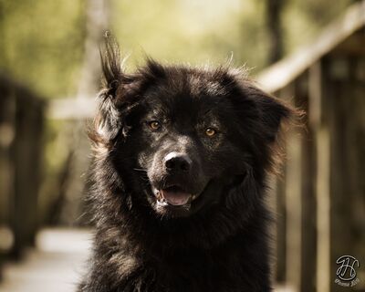 Neo, rumänischer Hirtenschutzhund-Mix - Rüde