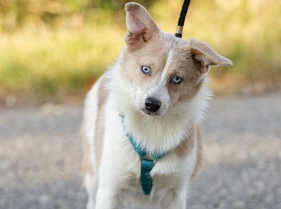 Nepomuk - Fröhliche Schönheit, ca. 6 Monate, Mischling - Rüde