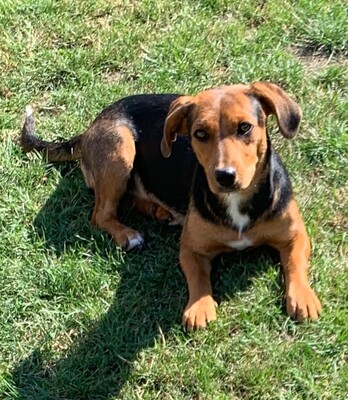 Nera, Nera sucht neues Zuhause - Hündin