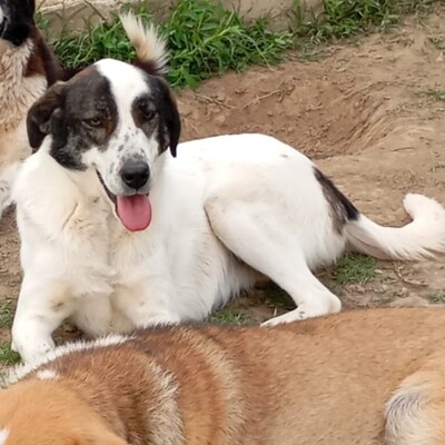 Nera - lieb, ruhig & sanft 😇, Mischling - Hündin