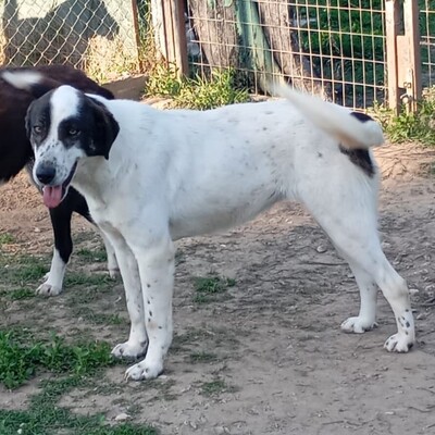 Nera - lieb, ruhig & sanft 😇, Mischling - Hündin