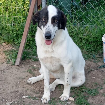 Nera - lieb, ruhig & sanft 😇, Mischling - Hündin