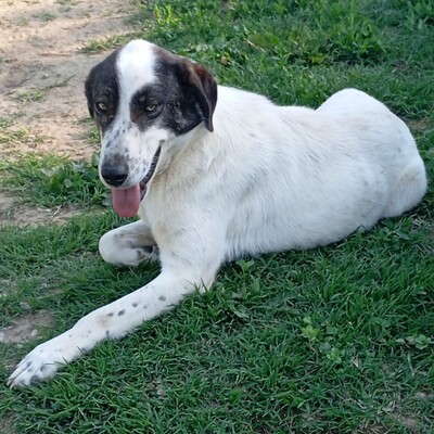 Nera - lieb, ruhig & sanft 😇, Mischling - Hündin