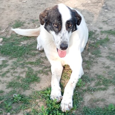 Nera - lieb, ruhig & sanft 😇, Mischling - Hündin