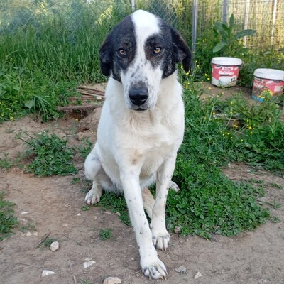 Nera - lieb, ruhig & sanft 😇, Mischling - Hündin