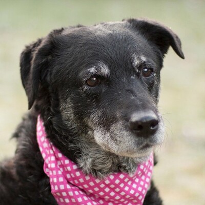 Nerina, Mischling - Hündin