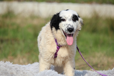 Nerina, Mischling - Hündin