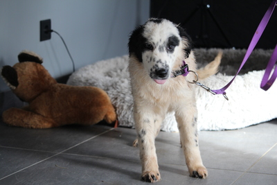 Nerina, Mischling - Hündin