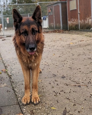 Nero Deutscher Schäferhund wartet im Tierheim auf sein Zuhause, Deutscher Schäferhund - Rüde