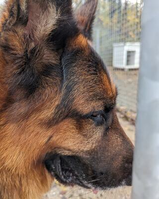Nero Deutscher Schäferhund wartet im Tierheim auf sein Zuhause, Deutscher Schäferhund - Rüde