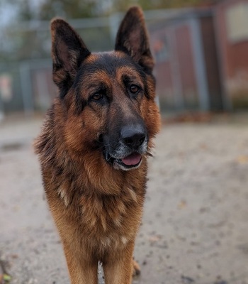 Nero Deutscher Schäferhund wartet im Tierheim auf sein Zuhause, Deutscher Schäferhund - Rüde