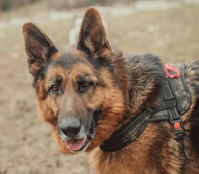 Nero Deutscher Schäferhund wartet im Tierheim auf sein Zuhause, Deutscher Schäferhund - Rüde