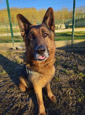 Nero Deutscher Schäferhund wartet im Tierheim auf sein Zuhause, Deutscher Schäferhund - Rüde