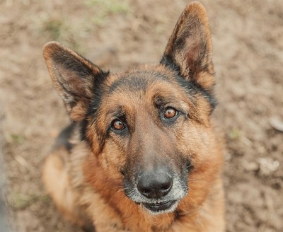 Nero Deutscher Schäferhund wartet im Tierheim auf sein Zuhause, Deutscher Schäferhund - Rüde