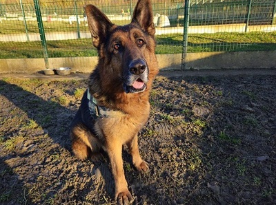 Nero Deutscher Schäferhund wartet im Tierheim auf sein Zuhause, Deutscher Schäferhund - Rüde