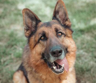 Nero Deutscher Schäferhund wartet im Tierheim auf sein Zuhause, Deutscher Schäferhund - Rüde