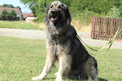 Nero, Mischling - Rüde