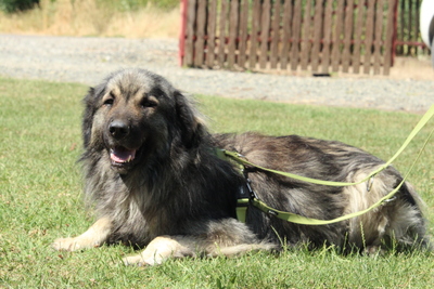 Nero, Mischling - Rüde