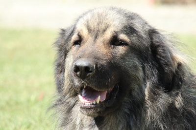 Nero, Mischling - Rüde