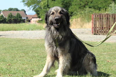 Nero, Mischling - Rüde