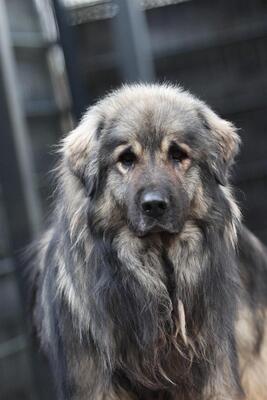 Nero, Mischling - Rüde