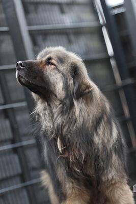 Nero, Mischling - Rüde