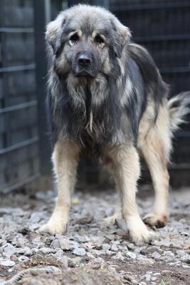 Nero, Mischling - Rüde